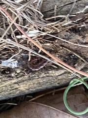 Lithobius forficatus