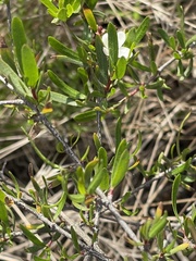 Cneoridium dumosum