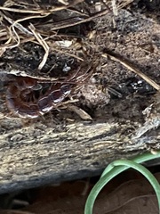 Lithobius forficatus
