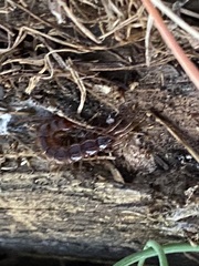 Lithobius forficatus