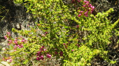 Erica multumbellifera