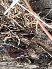 Lithobius forficatus