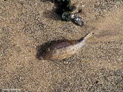 Canthigaster capistrata