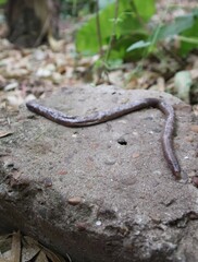 Amphisbaena darwinii