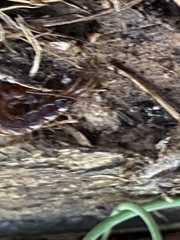 Lithobius forficatus