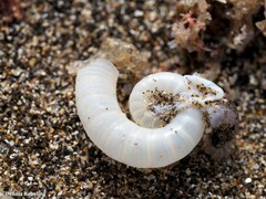 Spirula spirula