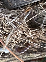 Lithobius forficatus