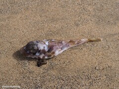 Sphoeroides marmoratus