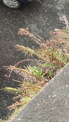 Pteris vittata