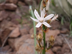 Asphodelus