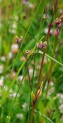 Silene flos-cuculi