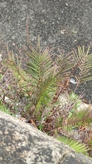 Pteris vittata
