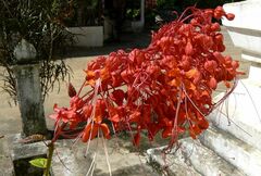Clerodendrum japonicum
