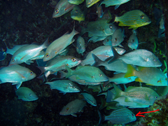 Haemulon carbonarium