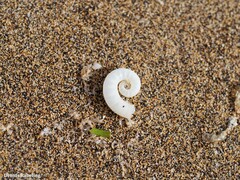 Spirula spirula