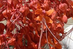 Clerodendrum japonicum