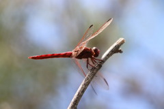 Orthemis nodiplaga