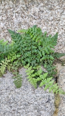 Asplenium billotii