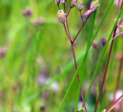 Silene flos-cuculi