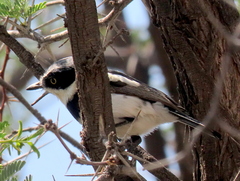 Batis pririt affinis