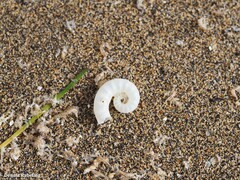 Spirula spirula