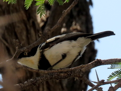 Batis pririt affinis