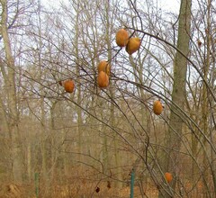 Pseudocydonia sinensis