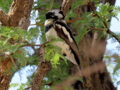 Batis pririt affinis