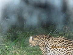 Leopardus pardalis mitis