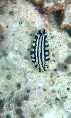 Phyllidia varicosa