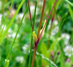 Silene flos-cuculi