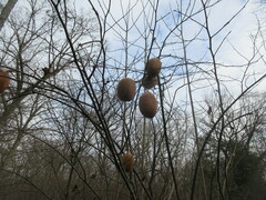 Pseudocydonia sinensis