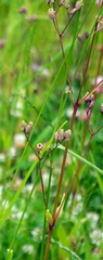 Silene flos-cuculi