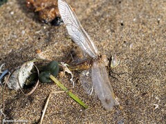 Anax ephippiger