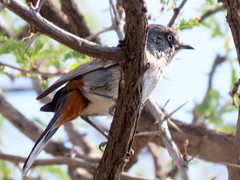 Curruca subcoerulea cinerascens
