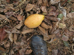 Pseudocydonia sinensis