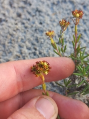 Crassula subulata subulata