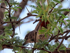 Curruca subcoerulea cinerascens