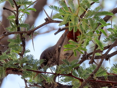 Curruca subcoerulea cinerascens