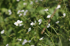 Echinodorus grandiflorus