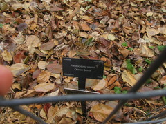 Pseudocydonia sinensis