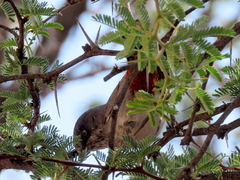 Curruca subcoerulea cinerascens