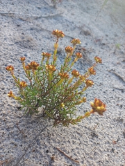Crassula subulata subulata