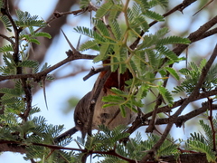 Curruca subcoerulea cinerascens