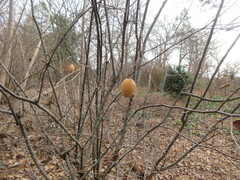 Pseudocydonia sinensis