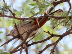 Curruca subcoerulea cinerascens