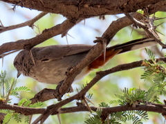Curruca subcoerulea cinerascens