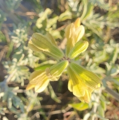 Salvia lanceolata