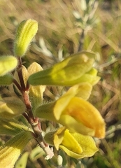 Salvia lanceolata