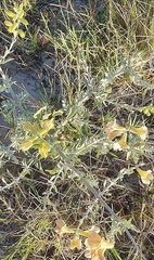 Salvia lanceolata